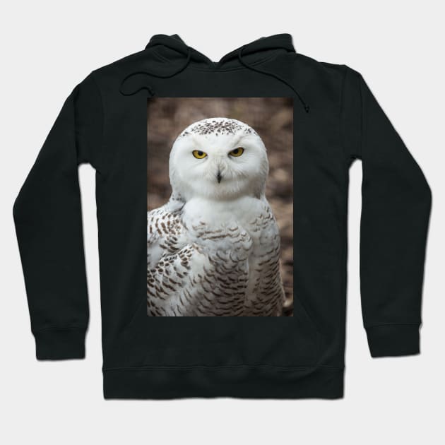 Golden Eye Snowy Owl Hoodie by dalekincaid